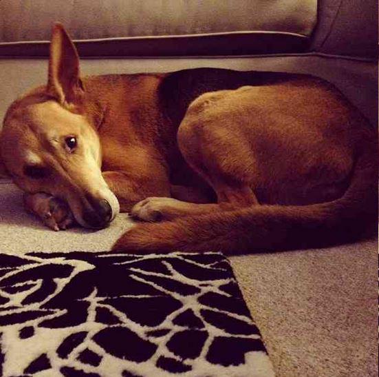 #Winter is here! Keep your four-legged friends safe from the #FreezingCold with these tips: Puri.na/SnowSafety