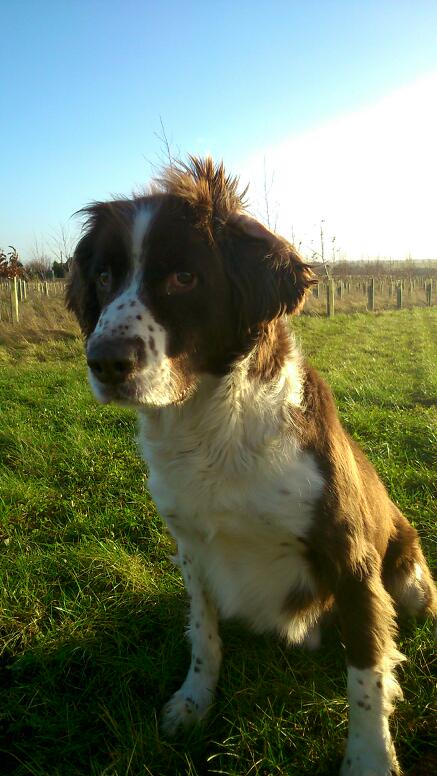 DerbysDogPolice's tweet photo. PD Wilbur blowing in the wind #NiceFur http://t.co/UPImSJydsw