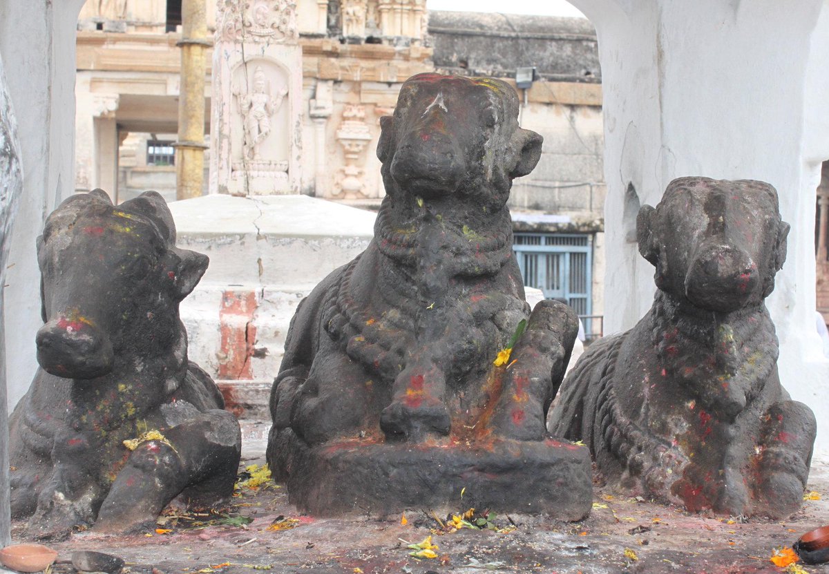 Have you ever seen 3 Nandis side by side in a temple?! I did in #Hampi  #guiddoo goo.gl/UogLKq