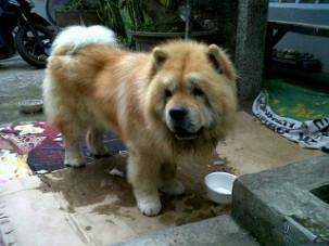 Fs chow-chow 9bln jantan.