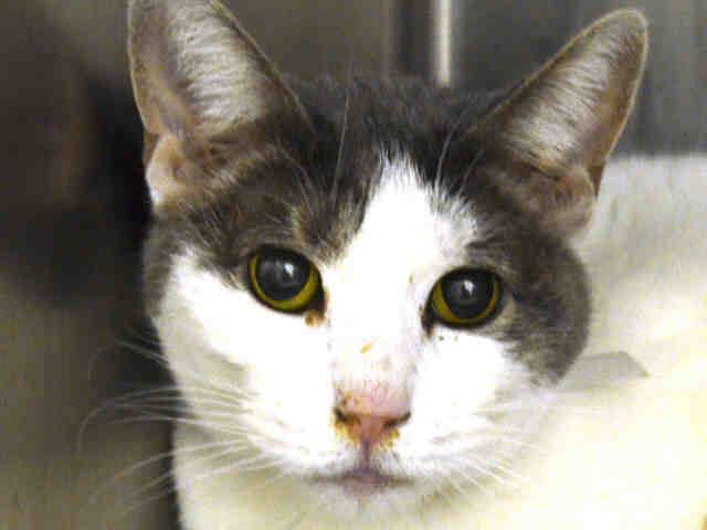 Erinthecat1's tweet photo. #KRINGER Rated NH as acting like He-Mans Battle Cat, but really shes Scared @ ACC, Fair Dues! https://t.co/vW2SdszQiK http://t.co/RXUfoRPjxQ