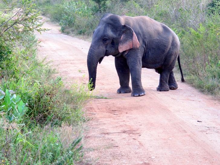 UberFacts's tweet photo. Scientists have discovered the first dwarf elephant — he has a normal-sized head and body, but stubby legs. http://t.co/4f2baJC1dq