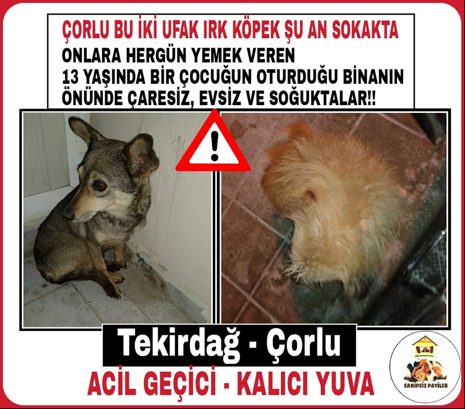 Tekirdağ - Çorlu
0534 622 08 88 (Umutcan)