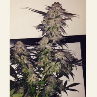 Swifts_Edibles's tweet photo. Our perpetual cycle has so many flavors. Here's some tasty looking grand daddy purple we just cut down :) #i502 http://t.co/780EcZHohb
