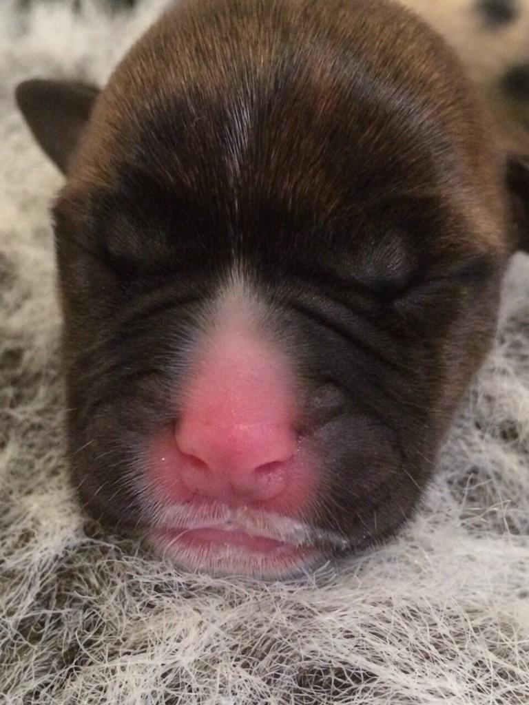 Day old pup being hand reared by amazing @BDCH nurses - first post-feed milk moustache!