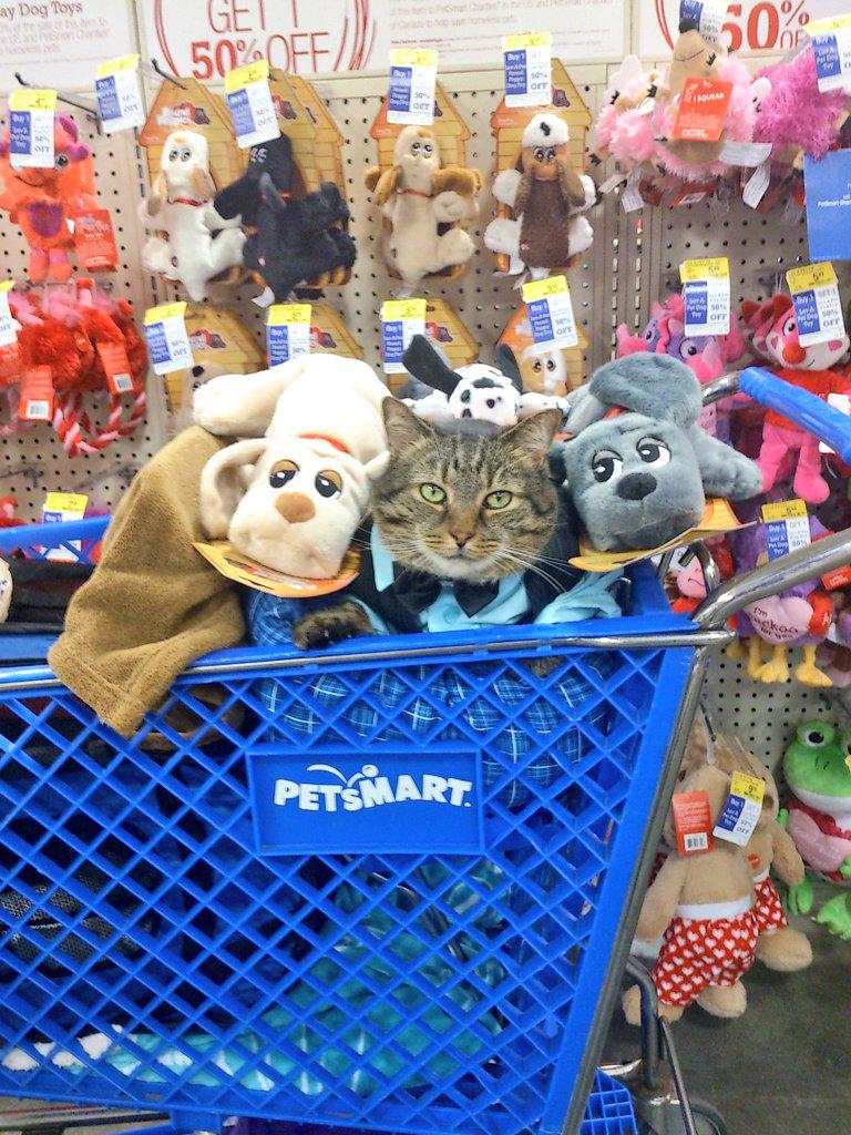 ChaddyKlett's tweet photo. Purchase a #PoundPuppy or a #LuvAPet toy @PetSmart to help @PetSmartChariTs save homeless pets! #AdoptLove http://t.co/bgwpKeeAgs