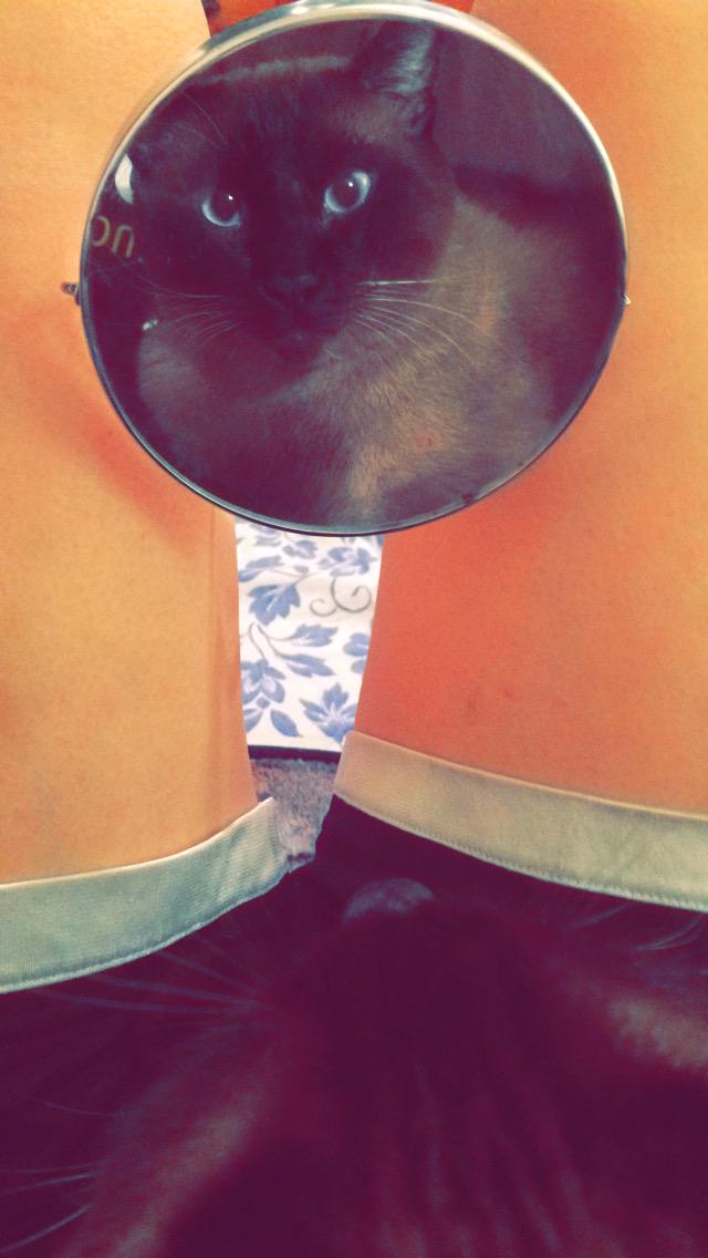 Yelnasty's tweet photo. Put a mirror in front of Bloo and he literally has not stopped looking at himself #vainkitty πΌ http://t.co/6H0G1PHtt7