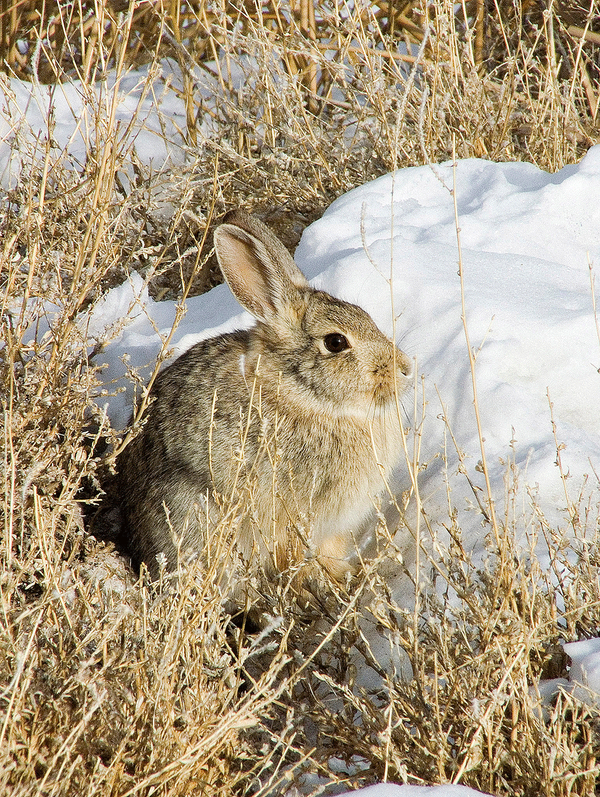 menholtchevy's tweet photo. RT @UtahDWR: What #wildlife species are you seeing this winter? Let's see those photos! #wildlifewednesday #Utah http://t.co/vCMRf6QT84