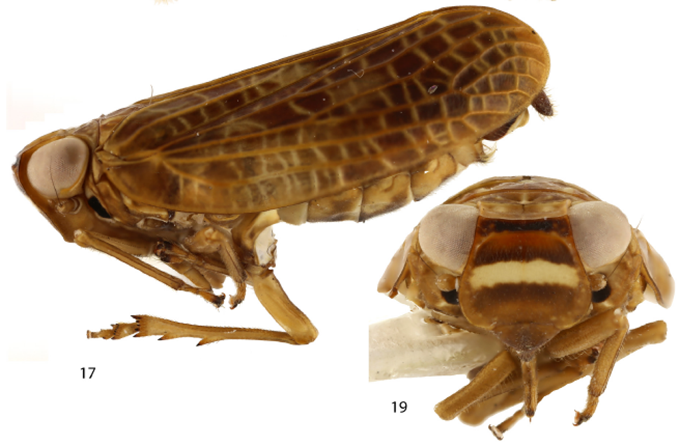thibritb's tweet photo. #Papua New Guinea #Issidae #planthoppers: + 1 n. g. & 3 n. sp. = only 7 gen. & 16 sp. known! - http://t.co/7SYvm4ZuZX http://t.co/88LYUyuXhD