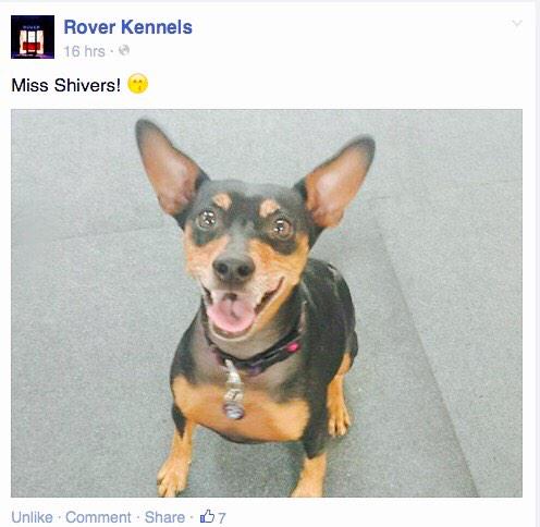 ShiversFox's tweet image. I love it when I make @RoverKennelsLA Facebook page! Wait, are my ears too big?