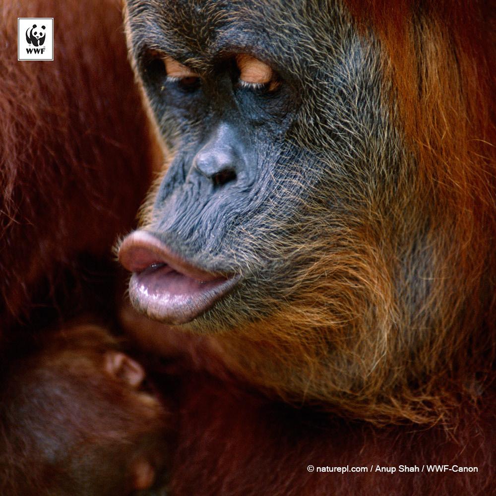 WWF's tweet photo. RT to spread some love and follow us on @Instagram for more! Visit http://t.co/uhjYrmEvvC http://t.co/RP777UjElI