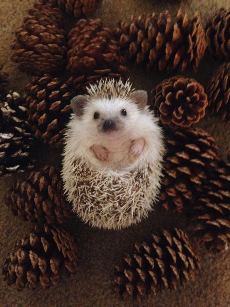 OfficialNala's tweet photo. hanging out with some friends http://t.co/hOuuxvjOCB