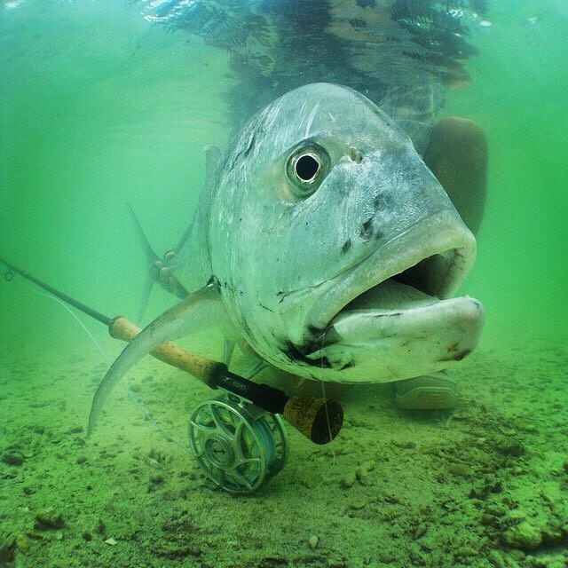 flyshopsmall's tweet photo. @franglers GT incoming book an adventure at the local #FlyShop #FrontRangeAnglers #FlyShopSmall #flyfishing http://t.co/6YBxgTnBjl