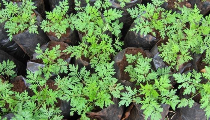 HealthDigests's tweet image. This Little Known Chinese Herb Kills 12,000 Cancer Cells For Every Healthy Cell - goo.gl/swmyHW