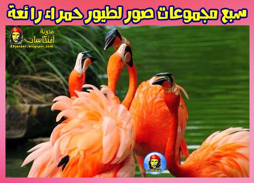 سبع مجموعات صور لطيور حمراء رائعة