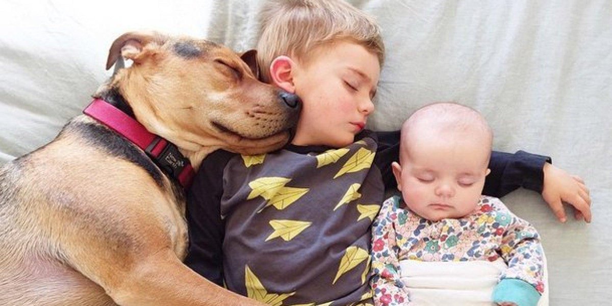 Famous nappers Theo and Beau welcome new baby sister to their cuddle fests huff.to/1HYf4Dq