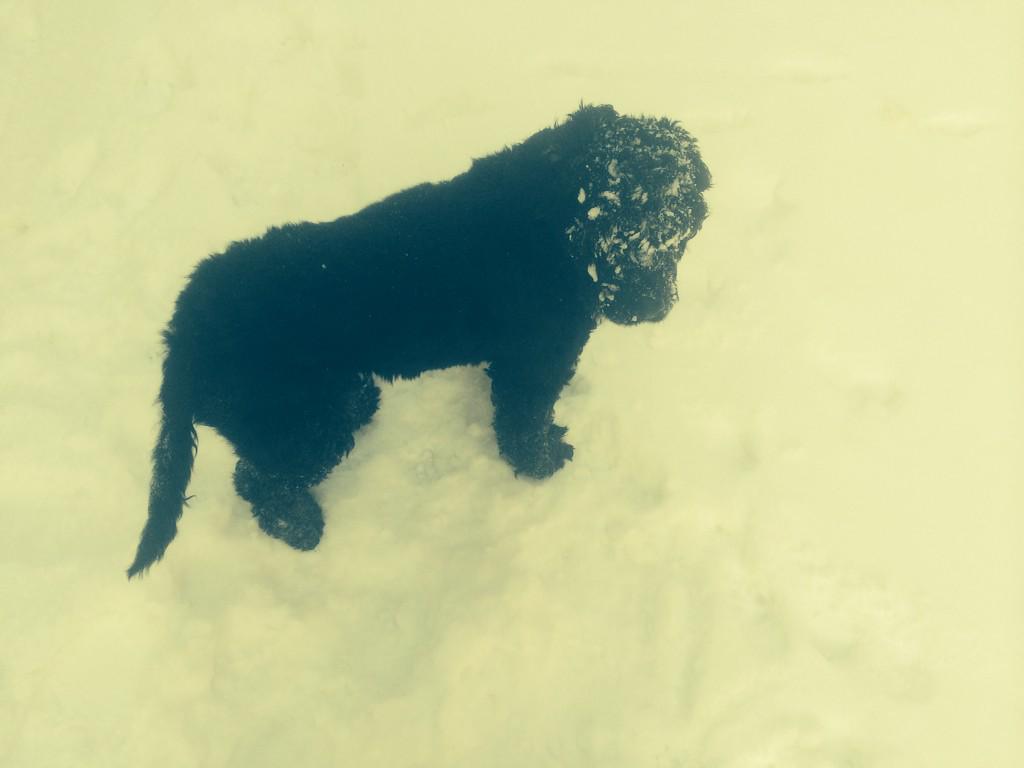 roscoe_p_cocker's tweet image. White fluffy stuff is so much fun!!!! #snow #cockerspaniel #itsReallyCold