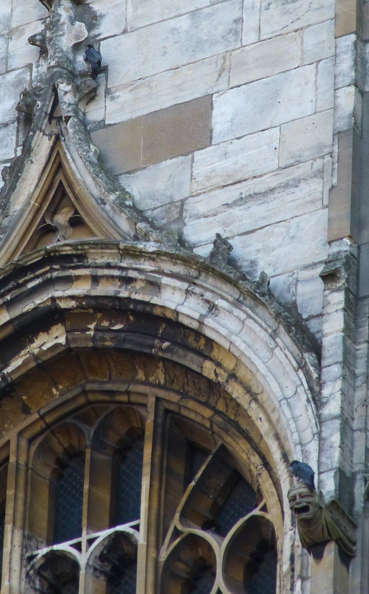 YorkPeregrines's tweet photo. Some simply awesome pair interactions today from @YorkPeregrines on the east face of the central tower #veryvocal http://t.co/RtjXdmWUev