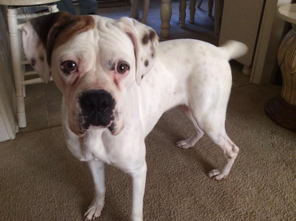 FinderBillinky's tweet photo. It only takes a second please #Rt and share https://t.co/5ZqRcmbdoO #Help4Hope @peaceboxers http://t.co/HB92XLg5tY
