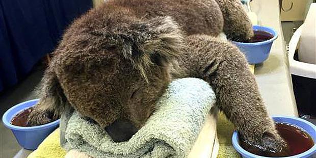 Refinery29's tweet photo. SOMEONE SAVE THE BBS — koalas in Australia desperately need mittens for their burnt lil paws: http://t.co/ttwaXAXp2l http://t.co/xSDm40HNsF