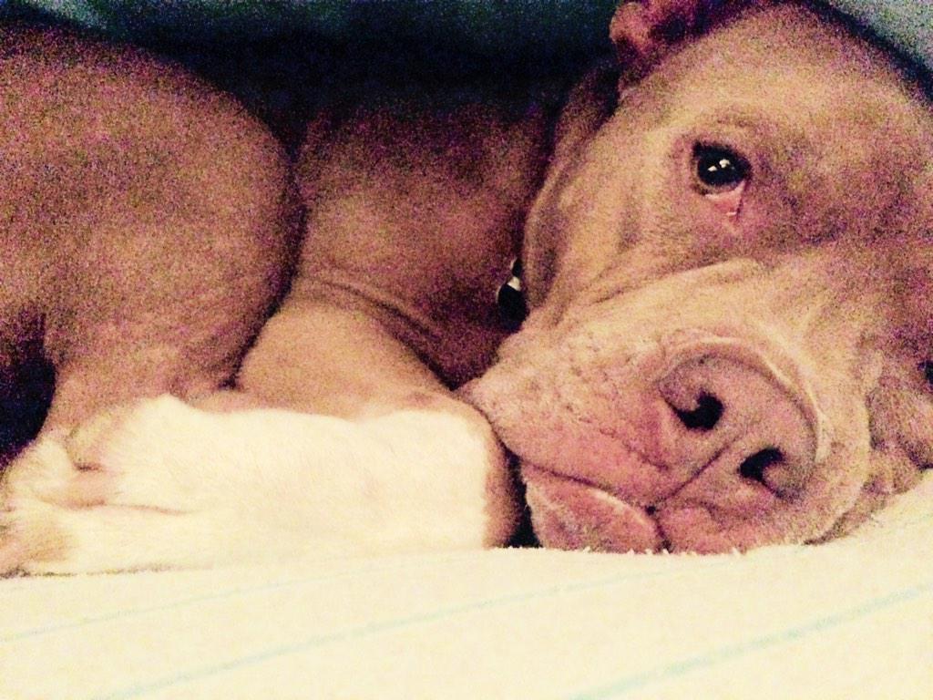 smharborth's tweet photo. Making bad days better since 2010 #underalltheblankets #itssafehere http://t.co/P7GDPDSDgl