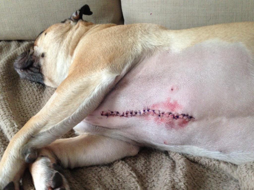 hungoverpooch's tweet photo. check out my cool scar http://t.co/19WmGcBDdX