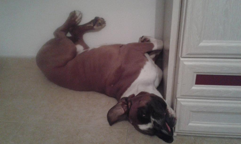 MariaBorondo's tweet photo. Mi hijo y sus posiciones de dormir. http://t.co/ga2vMngJmC