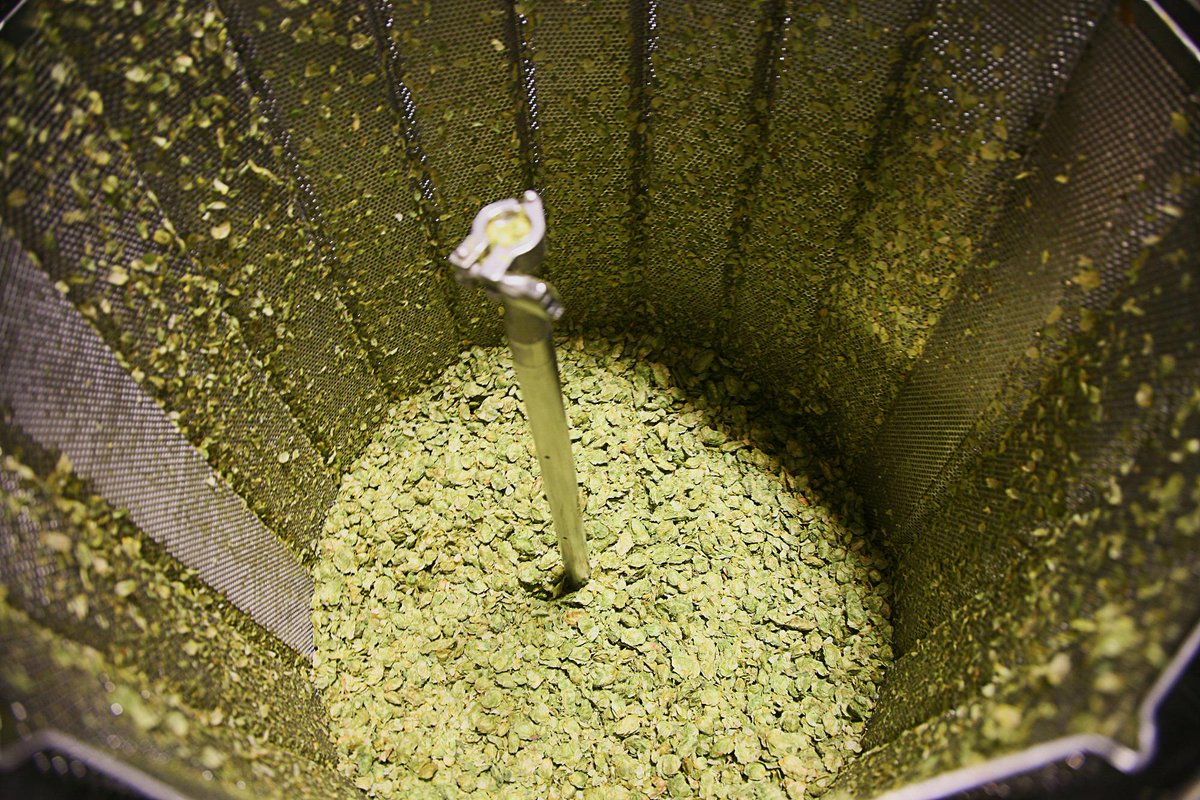 SierraNevada's tweet photo. Hmmm...what's going on over here in the hop #torpedo today? http://t.co/VLTuOeax70