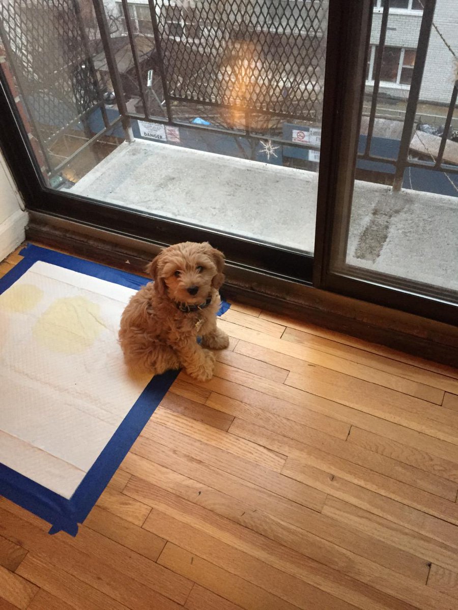 jacksonbwaydog's tweet photo. I've got the whole potty pad thing down (almost) can I audition for musicals now? http://t.co/MYh9vjGsm4