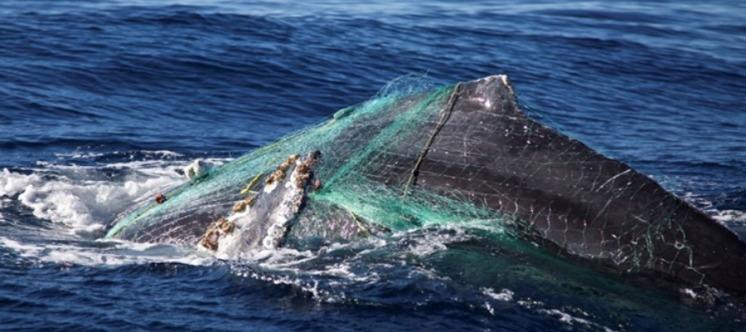 IZQmx's tweet photo. Liberan a ballena atrapada en una malla en Cabo San Lucas

http://t.co/3ubbaCbM9o
@PROFEPA_Mx http://t.co/I9K5EDI90J