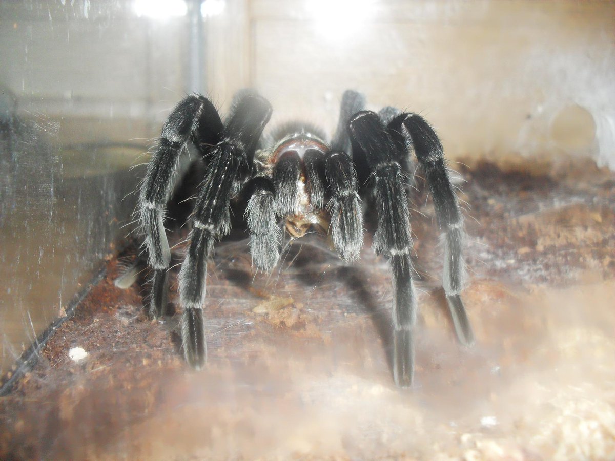 Tarantulagirl98's tweet photo. Feeding day was a success :) my brachy.v male, my haplopelma, and my male and female aphonopelma seemanis :P #tluv <3 http://t.co/gElvjGeRqU