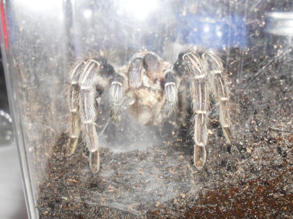 Tarantulagirl98's tweet photo. Feeding day was a success :) my brachy.v male, my haplopelma, and my male and female aphonopelma seemanis :P #tluv <3 http://t.co/gElvjGeRqU