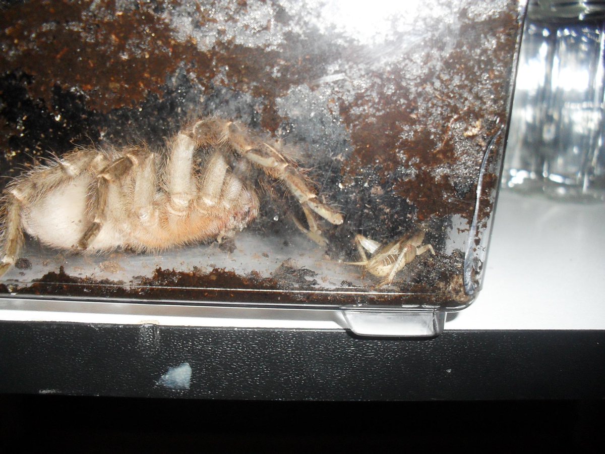 Tarantulagirl98's tweet photo. Feeding day was a success :) my brachy.v male, my haplopelma, and my male and female aphonopelma seemanis :P #tluv <3 http://t.co/gElvjGeRqU