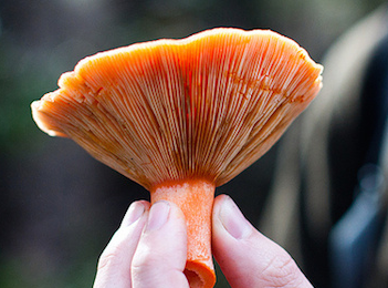 Do you know the difference between an edible &amp; a poisonous wild mushroom? ow.ly/H1G0S