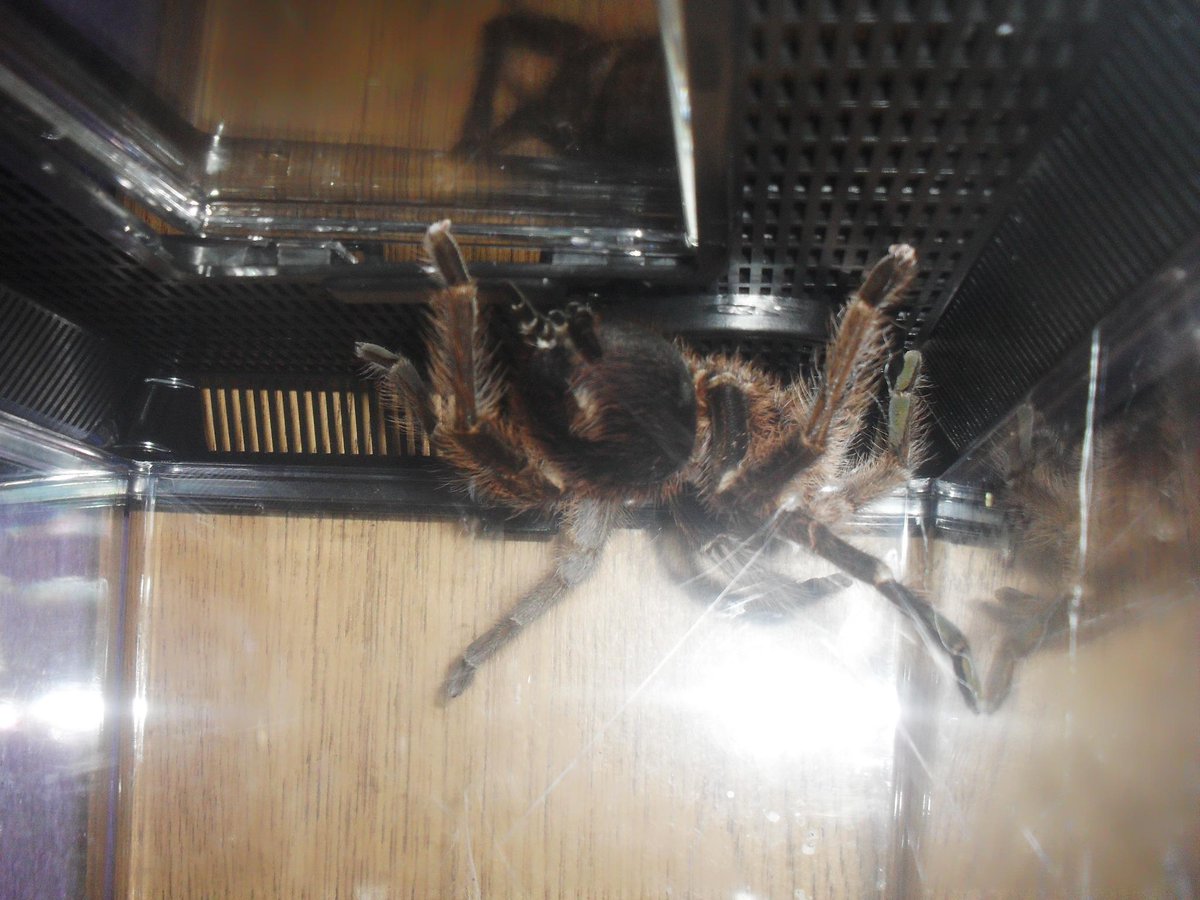 Tarantulagirl98's tweet photo. My Phormictopus Cancerides on the roof of her enclosure webbing. :) #tarantula #cute #tluv #beautiful http://t.co/7u6b4mc82M