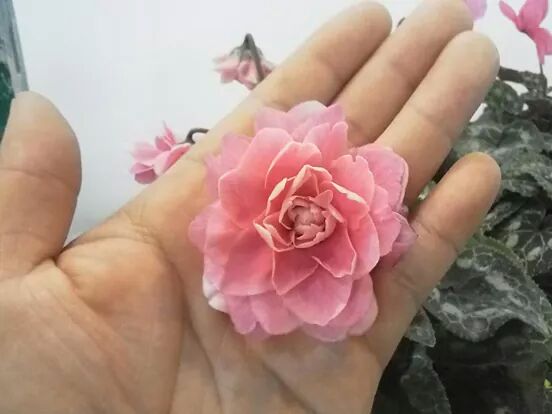 Ook zulke opvallende bloemvormen bij cyclamen in Japan - mooi? #dtv