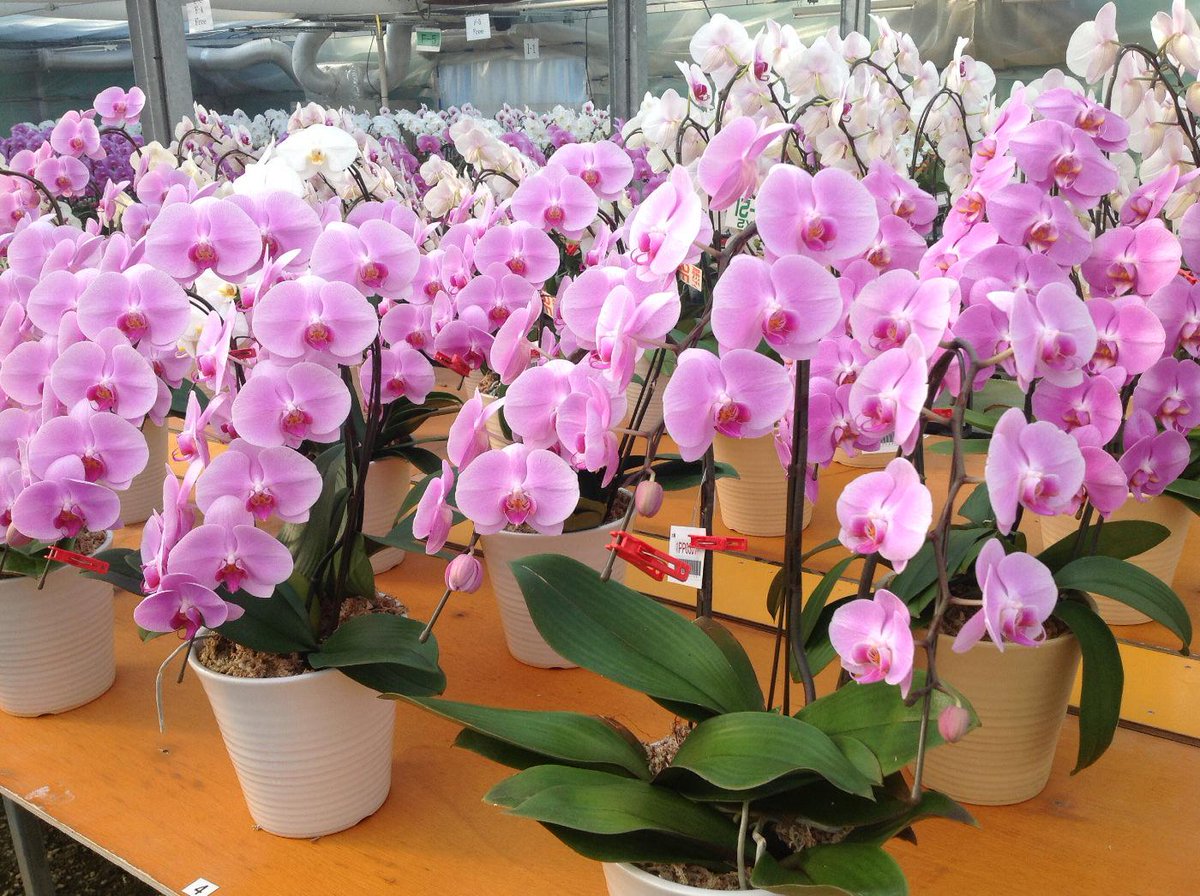 胡蝶蘭専門店はなやか 最新情報 Hanayakanew Twitter