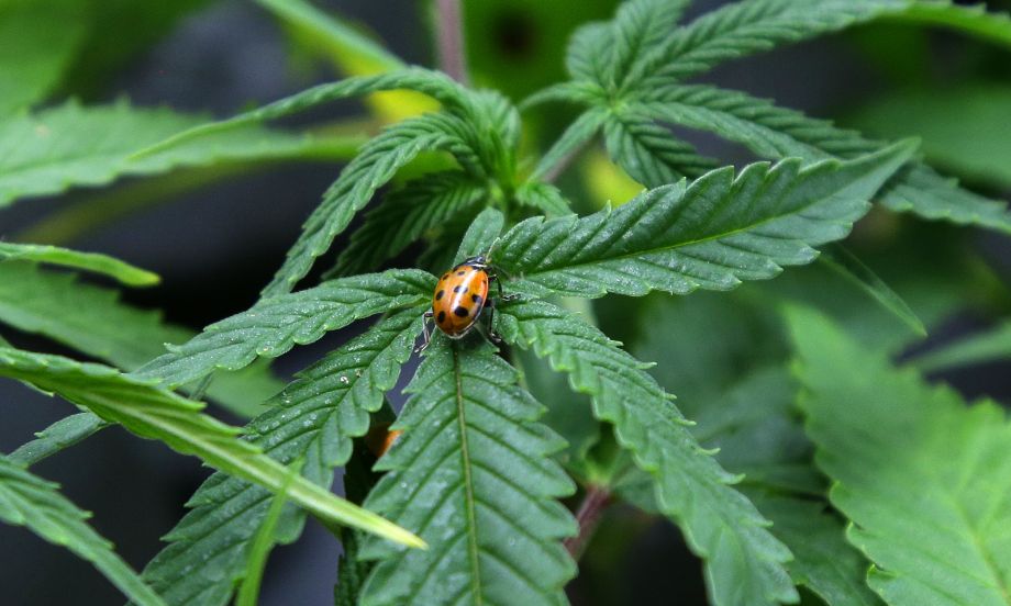 “@BwGN not gestalt! license suspended after employee caught selling marijuana. sfg.ly/1xNf722 ”