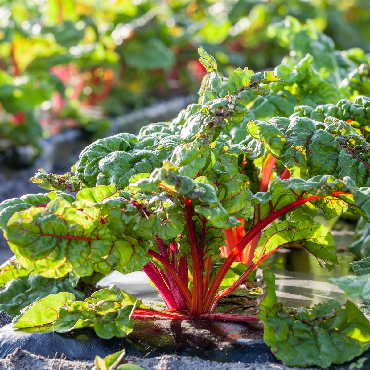 Whole Foods Market tweet media