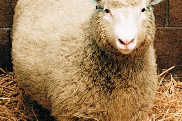 NjotoJr's tweet photo. 10 innovations that changed the world: 1996: Birth of the world's first successfully cloned mammal, Dolly the sheep http://t.co/GJdyCtOyxd