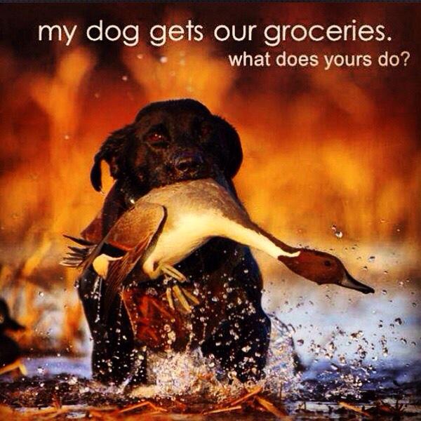 BSHC_ARK's tweet photo. Everyone needs a good duck dog. #labs #retriever http://t.co/vI6ikAW1DB http://t.co/6mBJgwhFx8