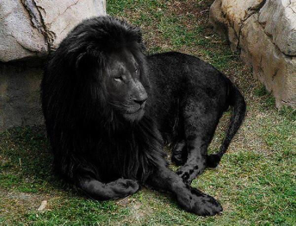 The incredibly rare Black Lion, only a few of these exist: