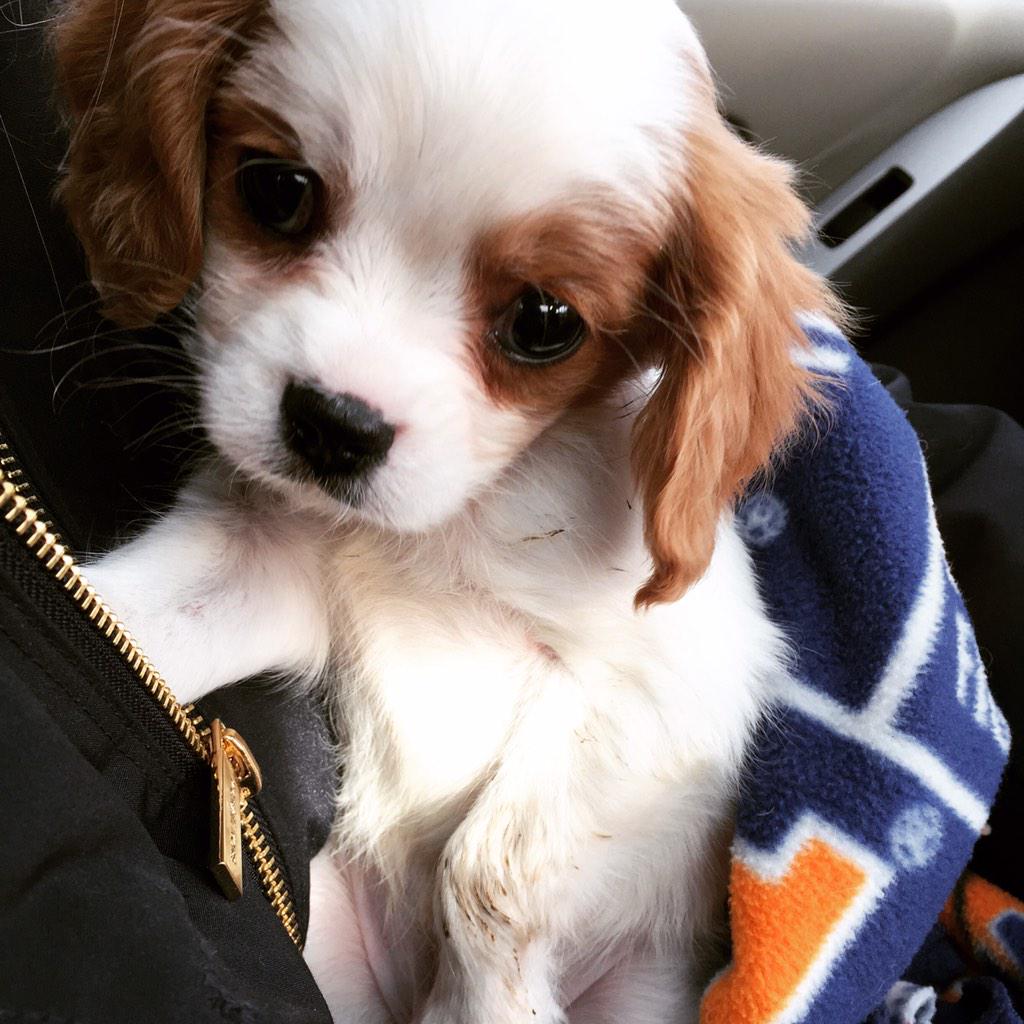 brigittelyman's tweet photo. @jimmyfallon @FallonTonight I named my puppy winnie after your daughter &amp; we're currently watching your show together http://t.co/Ub72rTglpd