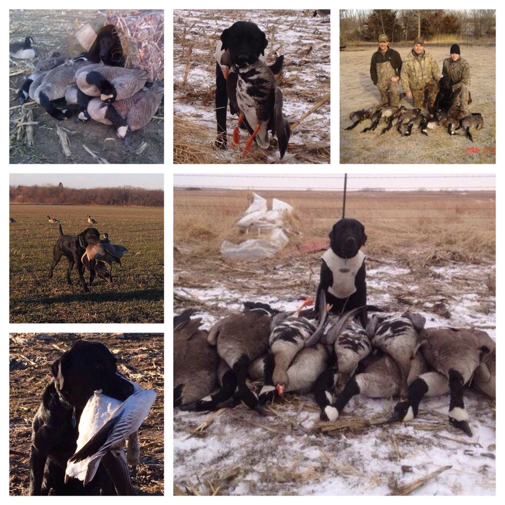 FowlMasters's tweet photo. Got 2 thinking about Bruiser and all his goose retrieves and in his career he is well over 1000 geese. @sportingdogtv http://t.co/G5DyTAuj4B
