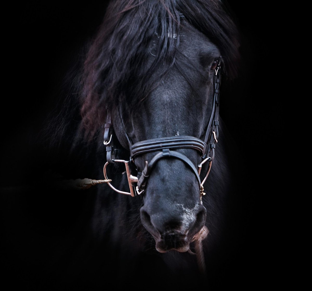 HorsEquips's tweet photo. A dark horse with a great bridle. #horse #horsebackriding #bridle #beautiful http://t.co/892BFV7L1R