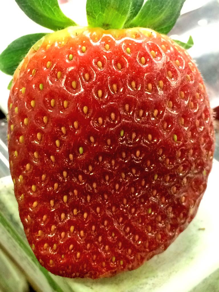 ::Berries of Distinction::
Wonderful Spanish strawberries to wipe away any wintery blues that might remain.