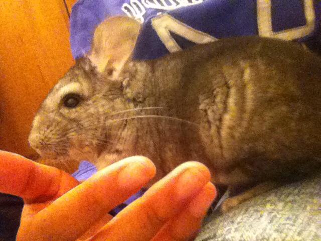 fvckavna's tweet photo. My baby escaped from her cage today. Just to cuddle with me 💕 http://t.co/7oC8xYjOya