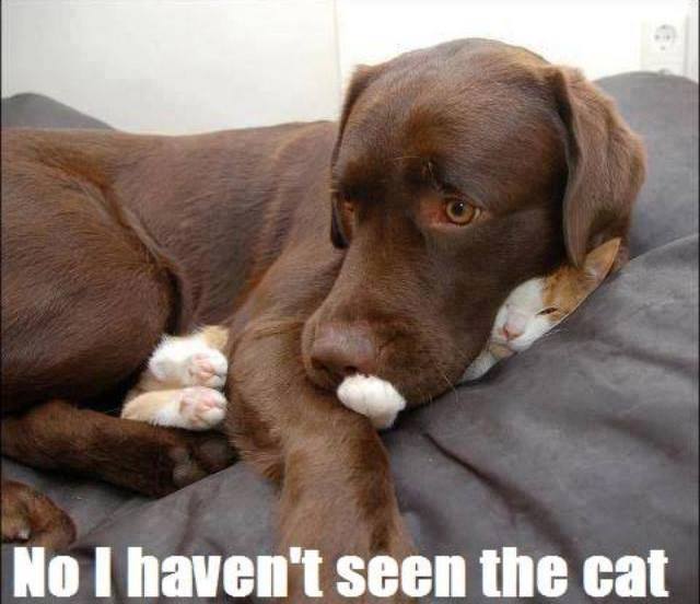 AASBC's tweet image. Have you seen the cat? #animals #humorous
