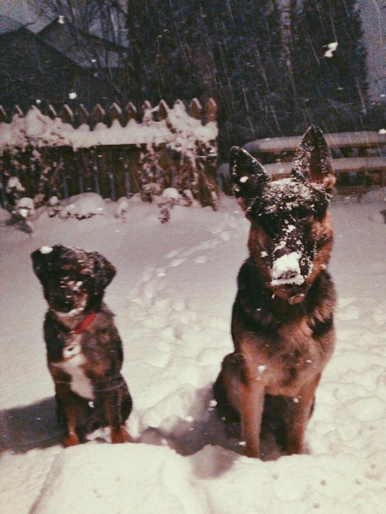 There's two abominable snow dogs not my door. Not sure what to do. V snowy.