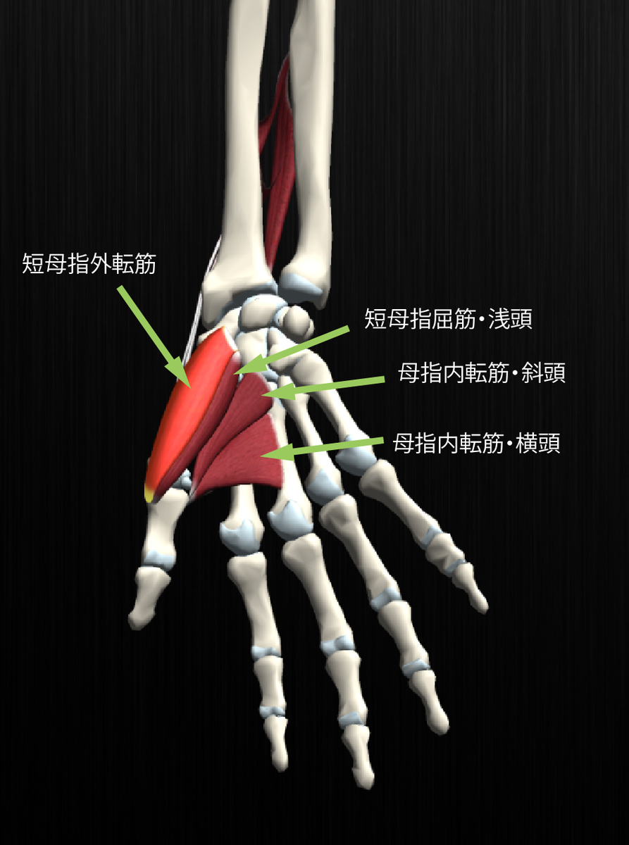 Teamlabbody En Twitter 親指付け根の筋肉 短母指外転筋 短母指屈筋 短母指内転筋 斜頭 横頭 短母指対立筋 これら４つの筋肉を総じて母指球筋と呼ぶこともある Http T Co Lb2zobhhih